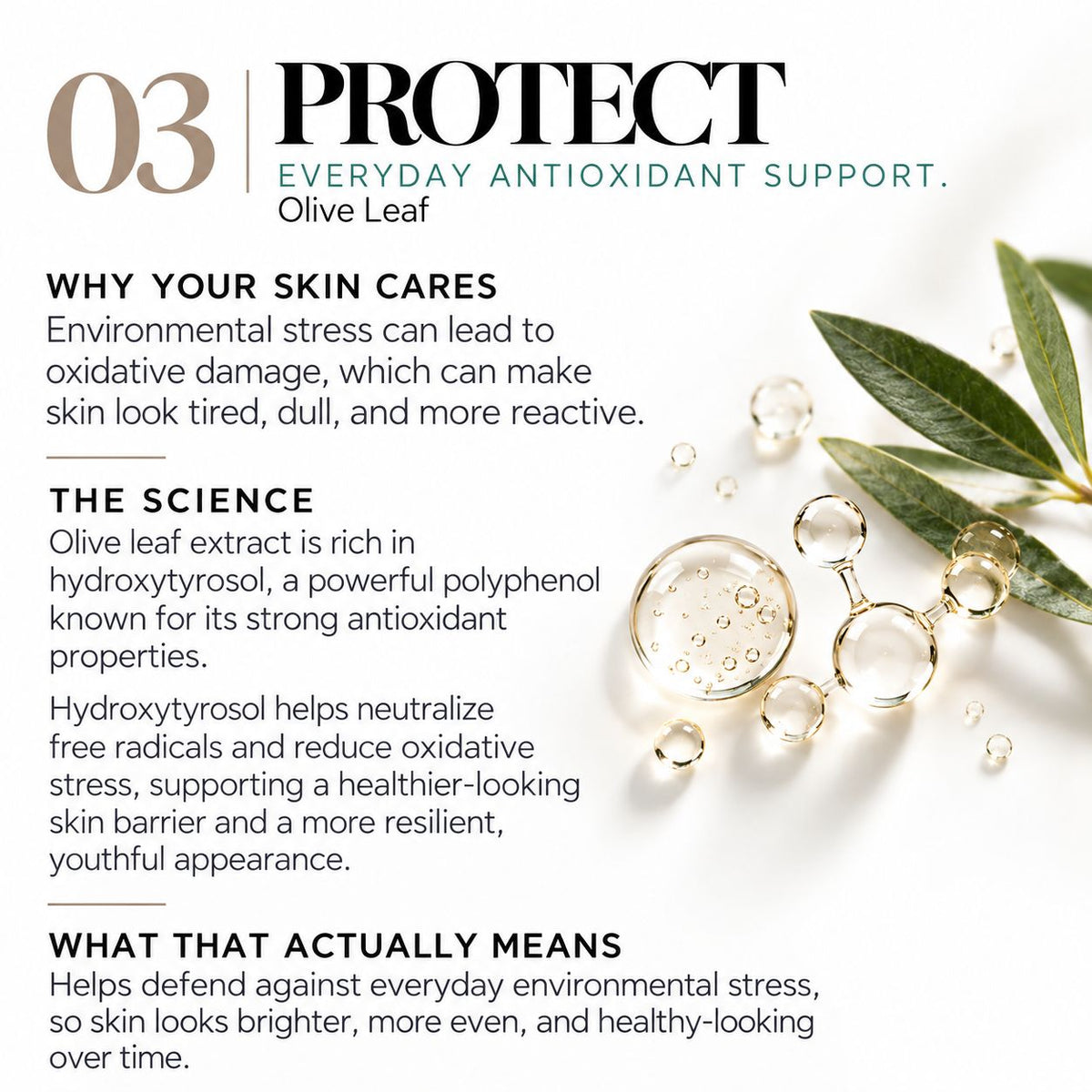 An informational skincare graphic for 'PROTECT' brand's Olive Leaf antioxidant support, featuring text on the left and olive leaves, bubbles, and gold spheres on the right against a white background.